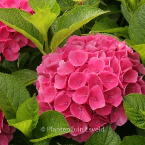Hydrangea macrophylla 'Rathen' (SAXON)