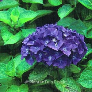 Hydrangea macrophylla 'Red Star'