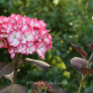Hydrangea macrophylla 'Ripple'