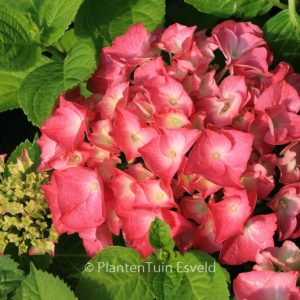 Hydrangea macrophylla 'Rosita'