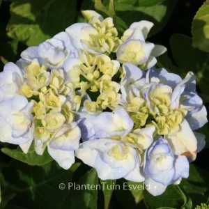 Hydrangea macrophylla 'Setzuka-yae' (syn. 'Domotoi')