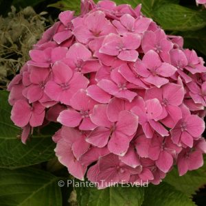 Hydrangea macrophylla 'Souvenir de Marne'