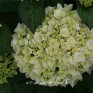 Hydrangea macrophylla 'Wudu'