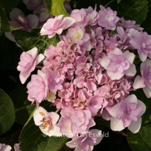 Hydrangea macrophylla 'Youmenine' (ROMANCE)