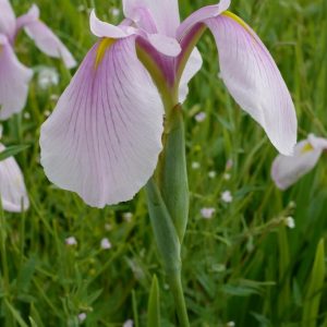 Iris laevigata 'Rose Queen'