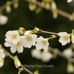 Prunus incisa 'Midori-zakura'