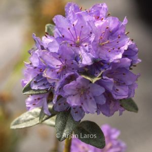 Rhododendron tsaii