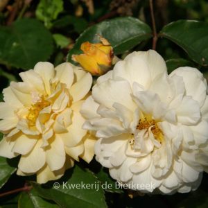 Rosa 'Buff Beauty'