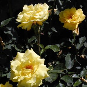 Rosa 'Goldstern'
