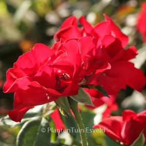 Rosa 'Havam' (AMSTERDAM)