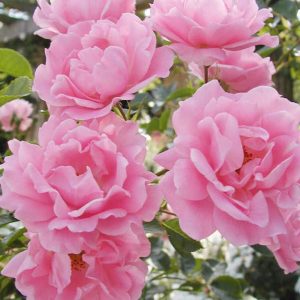 Rosa 'Sommerwind'