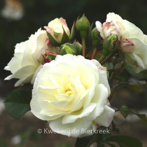 Rosa 'Tan02226' (ALABASTER)