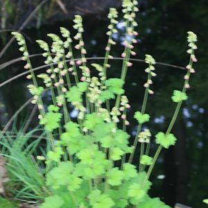 Tellima grandiflora 'Forest Frost'