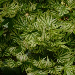 Acer palmatum 'Higasa-yama'