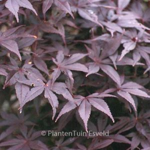 Acer palmatum 'Margaret Bee'