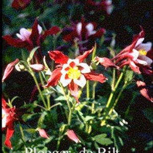 Aquilegia 'Red Hobbit'