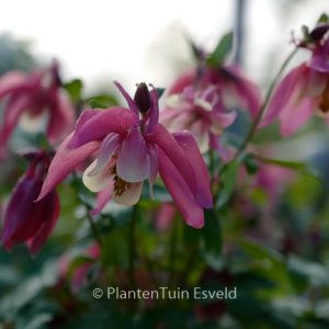 Aquilegia vulgaris 'Mix'
