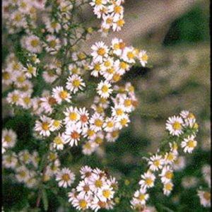 Aster ericoides 'Herbstmyrte'