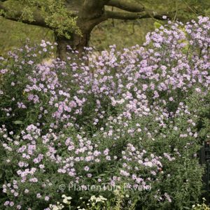 Aster laevis 'Calliope'