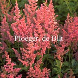 Astilbe 'Mainz'