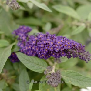 Buddleja davidii 'SMNBDBT' (ROCKETSTAR INDIGO
