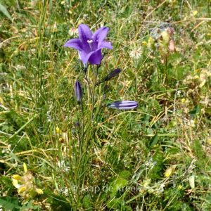 Campanula persicifolia