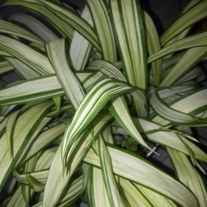 Carex siderosticta 'Shiro'