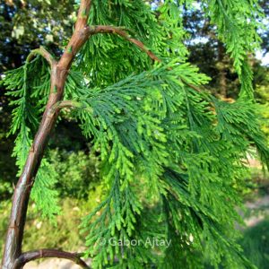 Chamaecyparis lawsoniana 'Filip's Golden Tears'