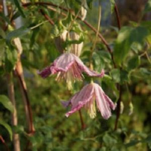 Clematis 'Advent Bells'