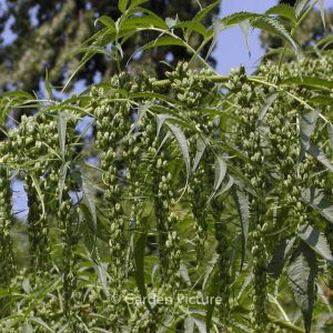 Datisca cannabina