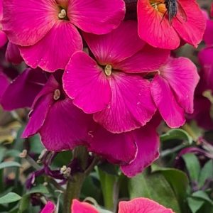 Erysimum 'Leya Orange Purple Glow'