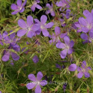 Geranium 'Nimbus'