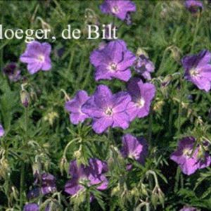 Geranium 'Spinners'
