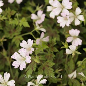 Geranium oxonianum 'Katherine Adele'
