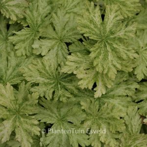 Geranium phaeum 'Margaret Wilson'