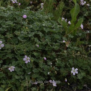 Geranium sanguineum 'Nanum'