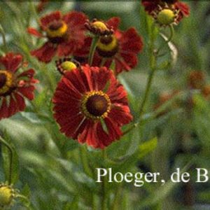 Helenium 'Dunkle Pracht'