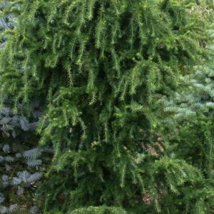 Larix kaempferi 'Little Boggle'