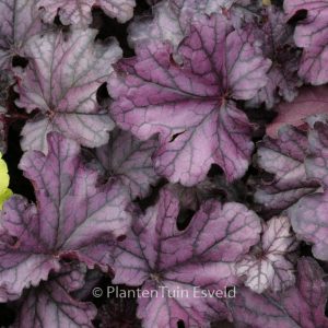 Monarda didyma 'Cranberry Lace'