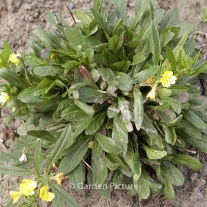 Oenothera perennis