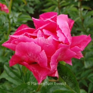 Paeonia 'Paula Fay'