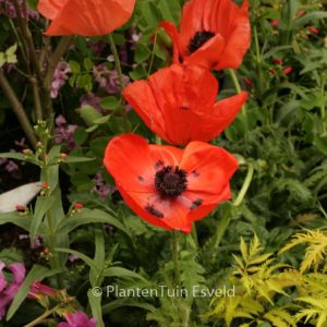 Papaver orientale 'Pizzicato Orange'