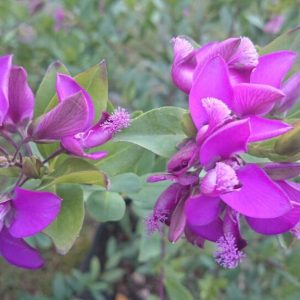 Polygala myrtifolia 'Bibi Pink'