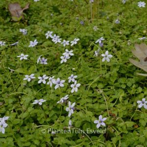 Pratia pedunculata