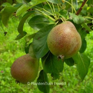 Pyrus communis 'Clapp's Favourite'