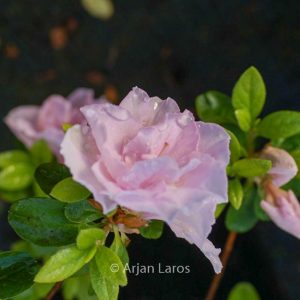 Rhododendron 'Sirikit' (Azalea)