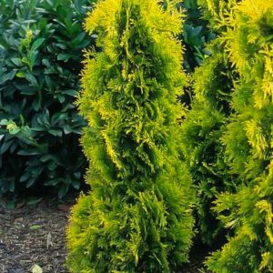Thuja occidentalis 'Yellow Ribbon'