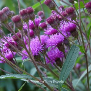 Vernonia crinita
