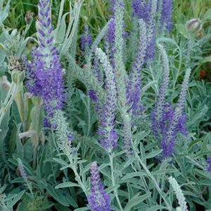 Veronica incana 'Silberteppich'