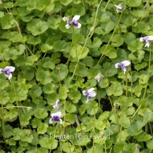 Viola hederacea